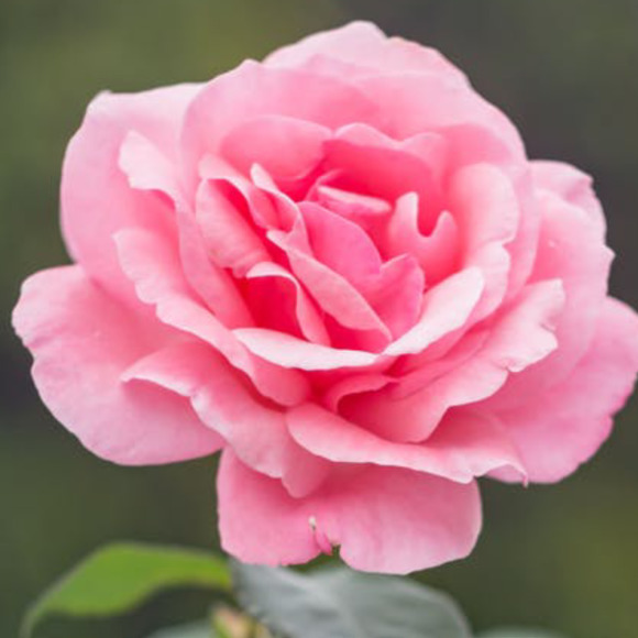 daisyyyy123